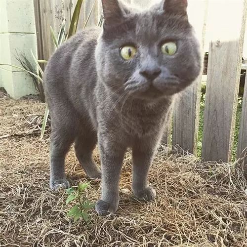 疯狂猜图苹果咬一口_疯狂猜图咬了一口的红苹果人物角色答案攻略(3)